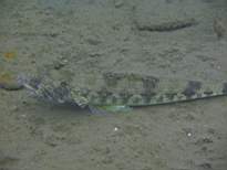 ant07_CB_1236.JPG