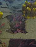 ant07_CB_1237.JPG