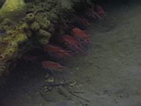 ant07_CB_1243.JPG