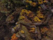 ant07_CB_1244.JPG