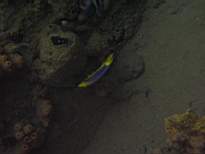 ant07_CB_1245.JPG