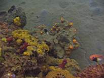 ant07_CB_1252.JPG