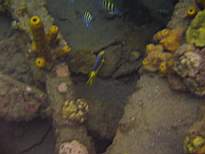 ant07_CB_1254.JPG