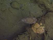 ant07_CB_1255.JPG