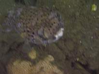 ant07_CB_1256.JPG