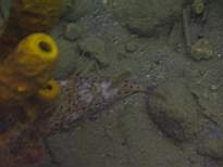ant07_CB_1257.JPG