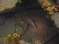 ant07_CB_1258.JPG