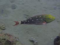 ant07_CB_1269.JPG