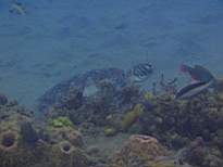 ant07_CB_1273.JPG