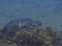 ant07_CB_1274.JPG