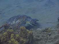 ant07_CB_1275.JPG