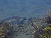 ant07_CB_1279.JPG