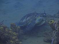 ant07_CB_1283.JPG