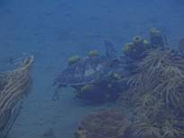 ant07_CB_1286.JPG