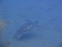 ant07_CB_1288.JPG
