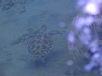 ant07_CB_1291.JPG