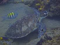 ant07_CB_1293.JPG