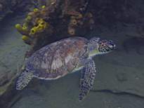 ant07_CB_1294.JPG