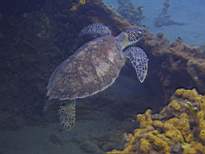ant07_CB_1295.JPG