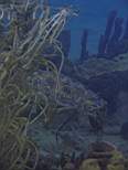 ant07_CB_1300.JPG