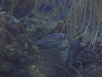 ant07_CB_1303.JPG