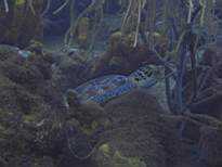 ant07_CB_1304.JPG