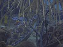 ant07_CB_1305.JPG