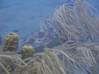 ant07_CB_1306.JPG