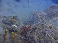 ant07_CB_1308.JPG
