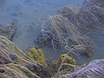 ant07_CB_1309.JPG
