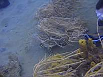 ant07_CB_1310.JPG