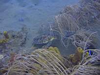 ant07_CB_1311.JPG