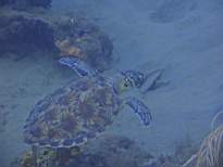 ant07_CB_1313.JPG
