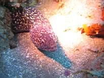 ant07_CB_c009.JPG