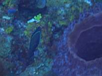 ant07_CB_c040.JPG