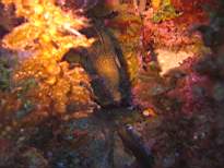 ant07_CB_c041.JPG
