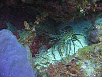 ant07_CB_c051.JPG