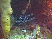 ant07_CB_c054.JPG