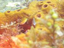 ant07_CB_c055.JPG