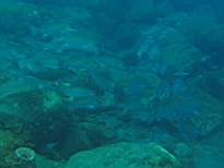 20061129_MA-00257.JPG