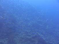 20061205_MA-0603.JPG