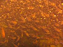 20061207_MI-0714.JPG