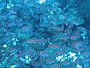 051130-mi_029.JPG