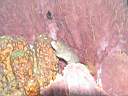 051206-mi_050.JPG