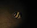 051208-nu_014.JPG