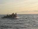 dolphins-01.JPG