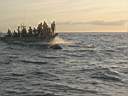 dolphins-02.JPG