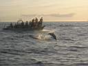 dolphins-03.JPG