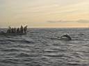dolphins-06.JPG