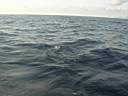 dolphins-07.JPG